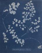 Anna Atkins Adiantum Capillus Venerum oil on canvas